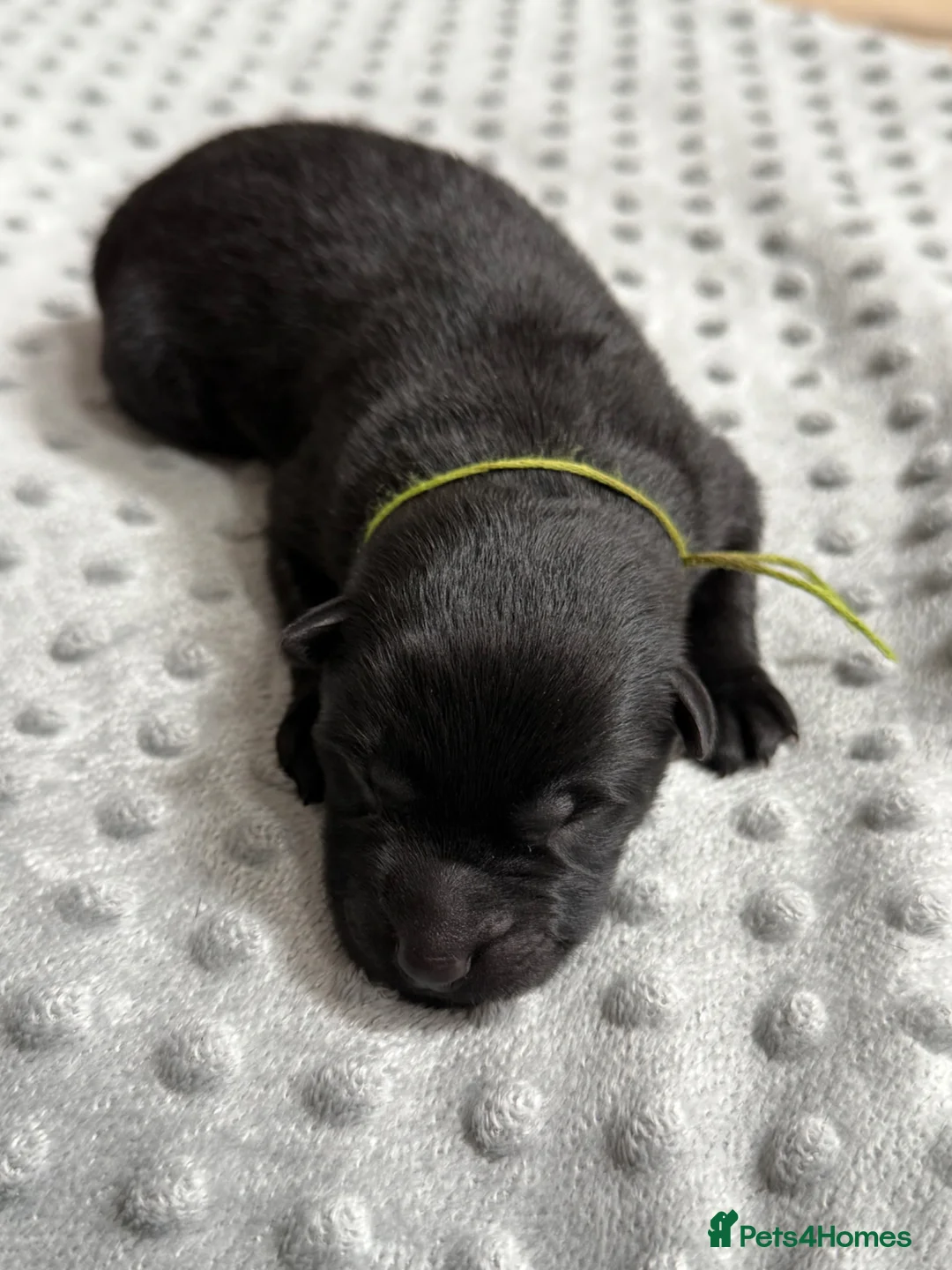 German Shepherd dogs for sale: 🏆 ELITE KC REG CZECH WORKING LINE GSD PUPPIES 🏆 - Advert 2