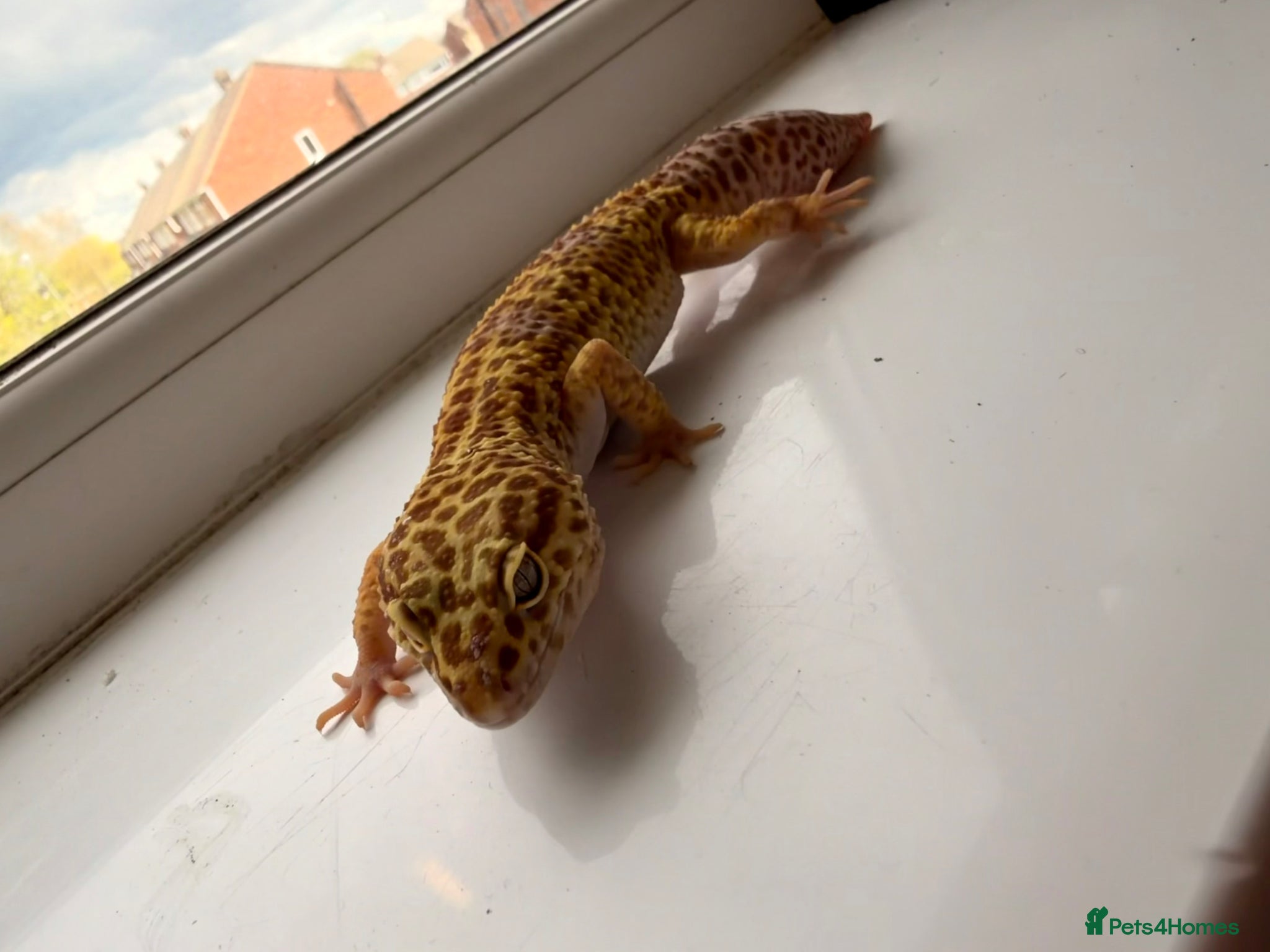 Leopard Gecko reptiles Beautiful Leopard Gecko  - Advert 9