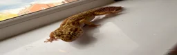 Leopard Gecko reptiles for sale: Beautiful Leopard Gecko  - Advert 1