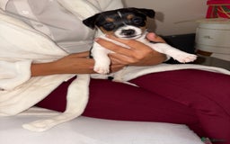 Jack Russell dogs for sale: Jack Russell Pure Breed Puppy’s  - Image 8
