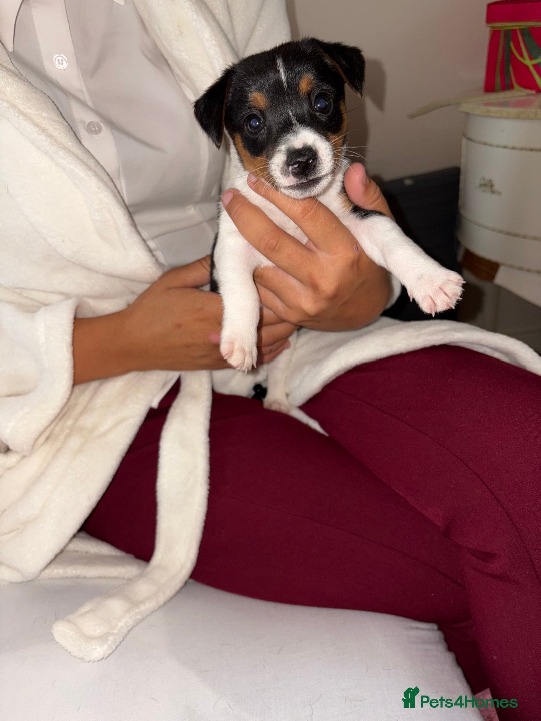 Jack Russell dogs for sale: Jack Russell Pure Breed Puppy’s  - Image 8