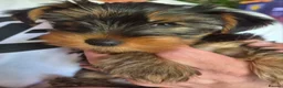 Yorkshire Terrier dogs for sale: Beautiful Yorkie Puppies Looking For Loving Homes - Advert 7