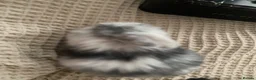 Mixed Breed rabbits for sale: Male baby bunny - Advert 9