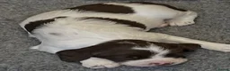 English Springer Spaniel dogs for sale: Exceptional KC Reg, ESS Pups, B/W & L/W in Oldham - Advert 5