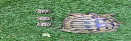 Hermann Tortoise reptiles for sale: Hermann Tortoise Babies  - Advert 2