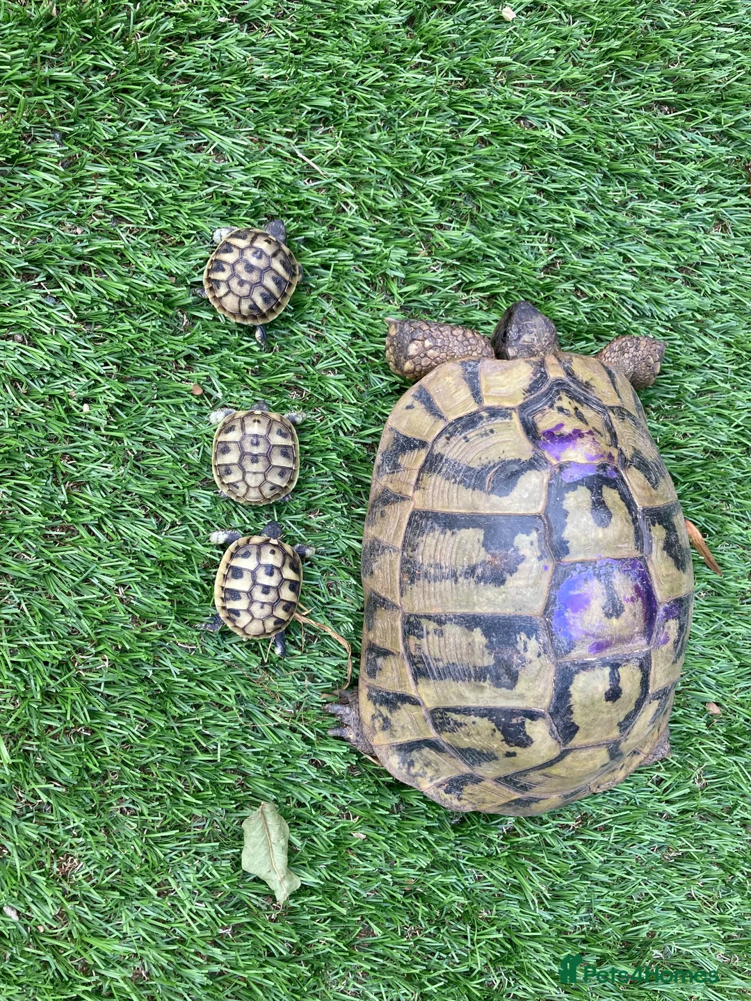 Hermann Tortoise reptiles for sale: Hermann Tortoise Babies  - Advert 2