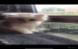 Siberian cats for sale: Siberian Shaded Silver Kittens & Hypoallergenic - Image 4