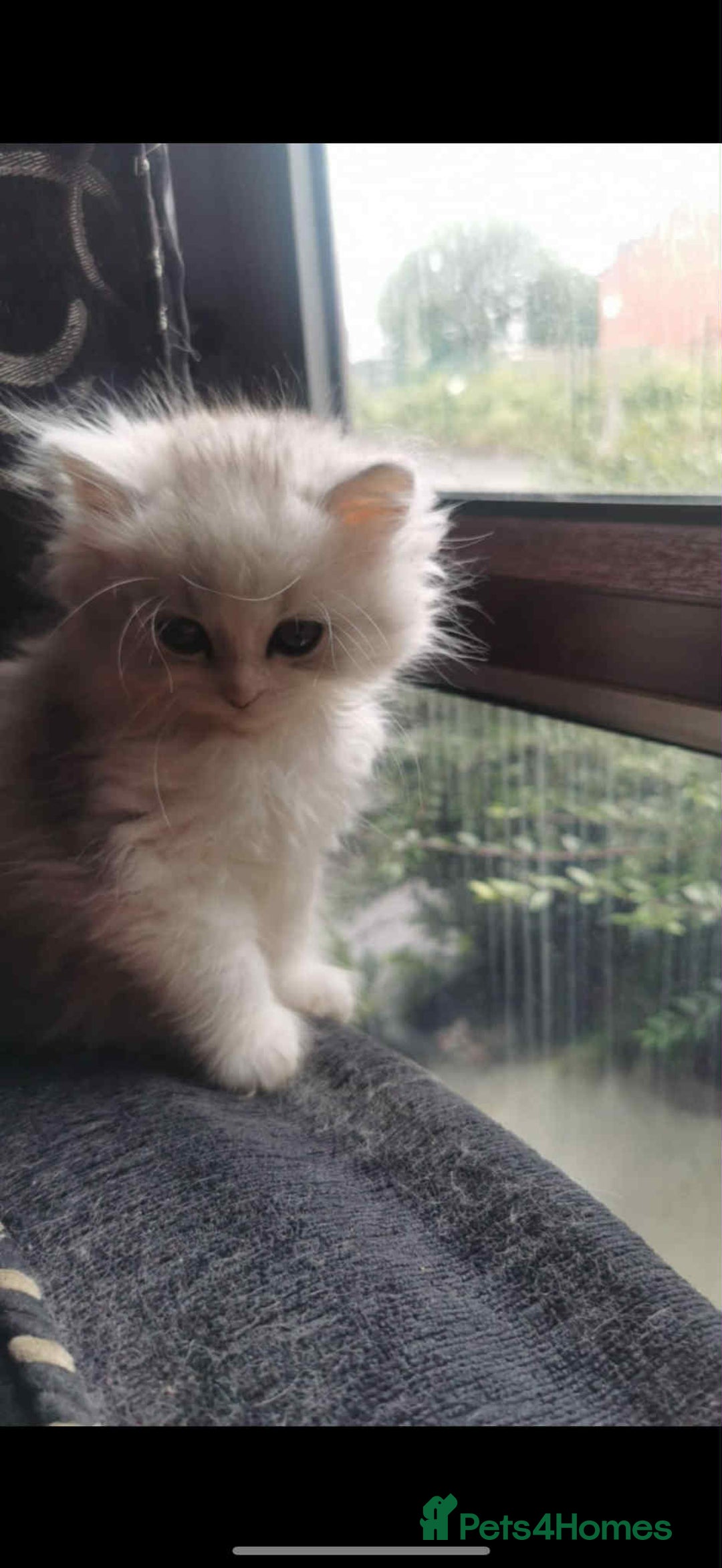 Siberian cats for sale: Siberian Shaded Silver Kittens & Hypoallergenic - Image 4
