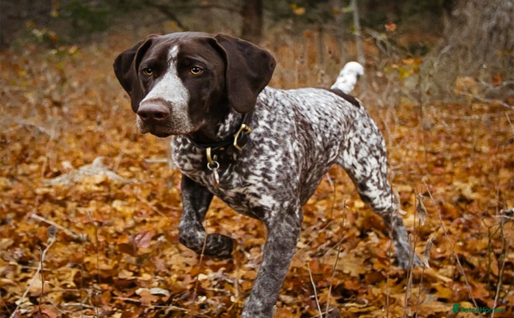 German Shorthaired Pointer dogs - Advert 1