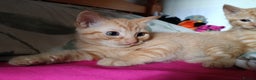 Mixed Breed cats for sale: Two Male Somali-Blend Kittens Looking for a Home - Advert 4