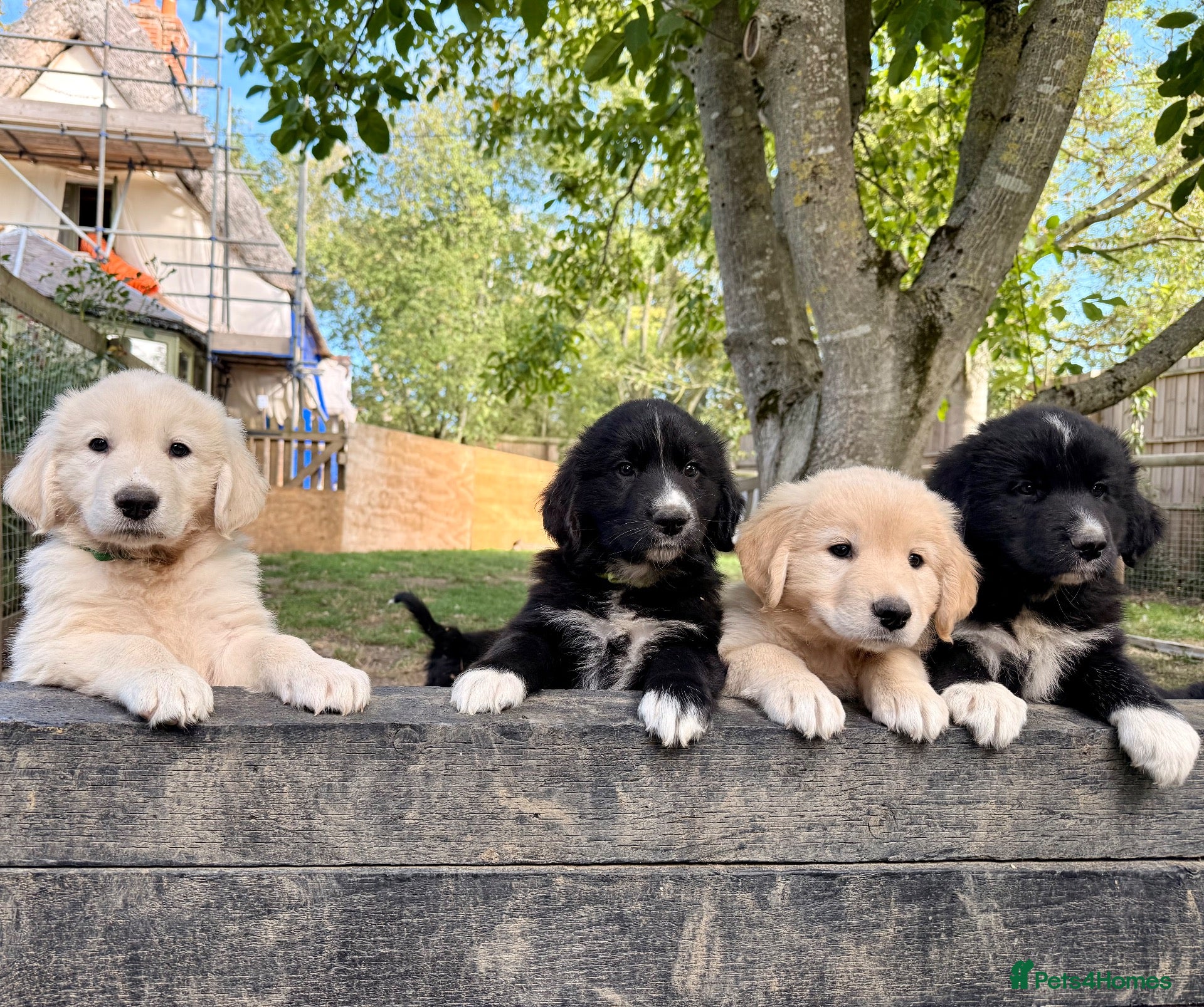 Golden Retriever dogs Golden Pyrenees Puppies - 2 Boys Left - Advert 4