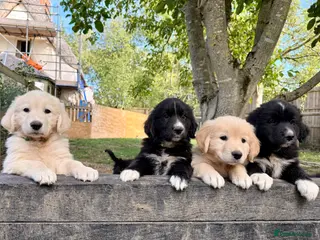 Golden Retriever dogs Golden Pyrenees Puppies - 2 Boys Left - Advert 4