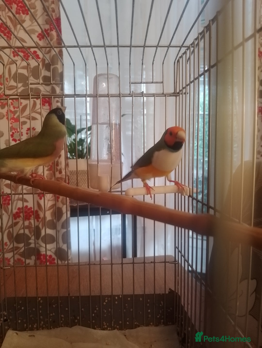 Finches birds for sale: Gouldian finches for sale  - Image 22