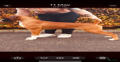 Boxer dogs - Advert 5