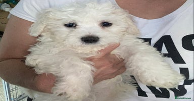 Maltese dogs - Advert 1