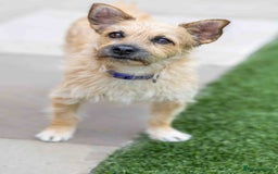 Mixed Breed dogs for adoption: Livvy - Image 24