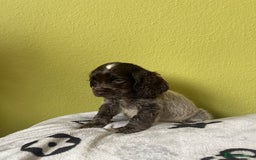 Cocker Spaniel dogs for sale: KC Show Chocolate Roan Boy! - ready 5th October!! - Image 19