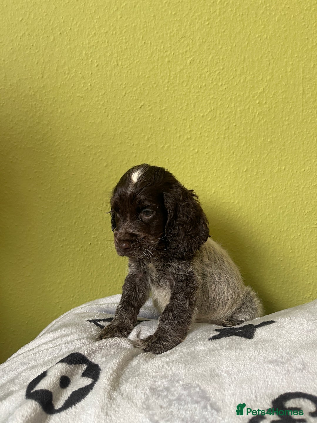 Cocker Spaniel dogs for sale: KC Show Chocolate Roan Boy! - ready 5th October!! - Image 19