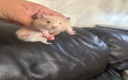 Hamster rodents for sale: Friendly Syrian hamster babies  - Image 15