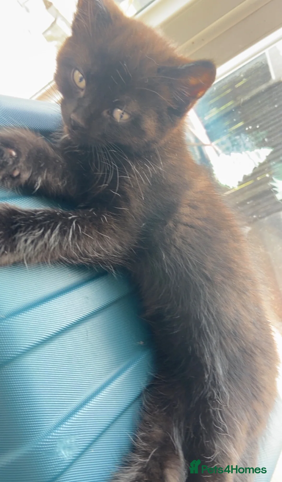 Mixed Breed cats for sale: Black bengal cross kittens for sale  in Nottingham - Advert 2