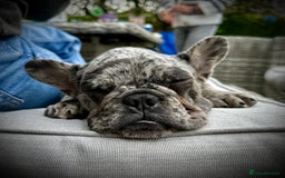French Bulldog dogs for sale: Beautiful Mabel looking for a forever home  - Image 1