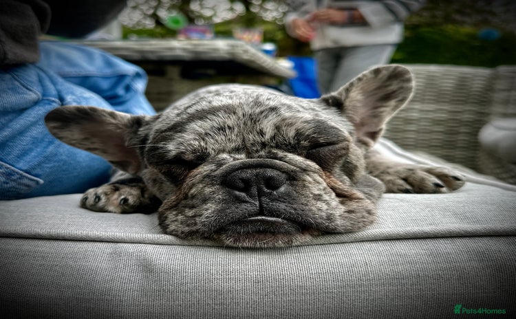 French Bulldog dogs - Advert 1