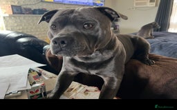 Staffordshire Bull Terrier dogs for sale: Purebred Staffordshire Bull Terrier Puppies Blue - Image 6
