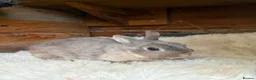 Lionhead rabbits for sale: Lionhead doe and netherland dwarf doe  - Advert 3