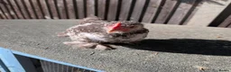 Chickens poultry for sale: Rare colour laced cockerels - free - Advert 10