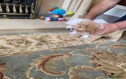 Poochon dogs for sale: Stunning Toy Poochon’s Boys - Image 6