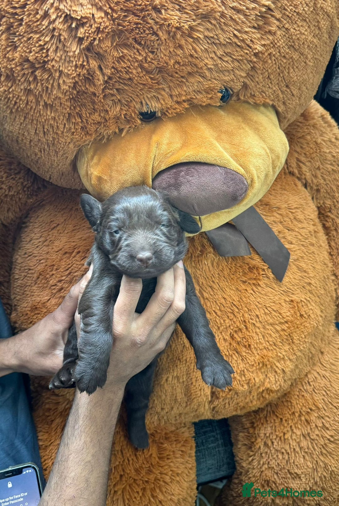 Labrador Retriever dogs for sale: beautyfull pedigree labrador - Image 5
