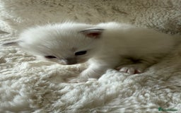 Ragdoll cats for sale: Beautiful litter of Ragdoll baby’s!  - Image 17