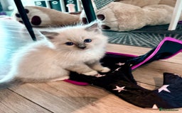 Ragdoll cats for sale: Beautiful Ragdoll kittens - Image 28