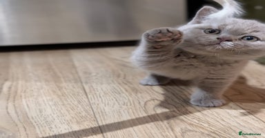 British Shorthair cats - Advert 4