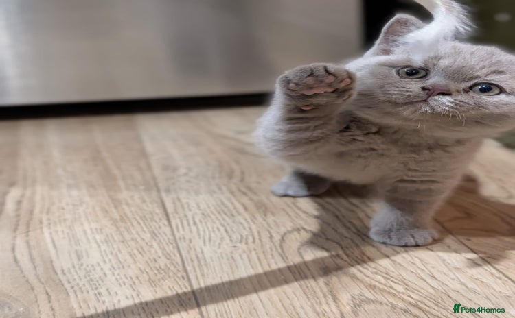 British Shorthair cats - Advert 9