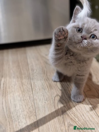 British Shorthair cats - Advert 9