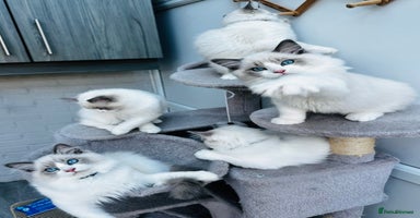 Ragdoll cats - Advert 14