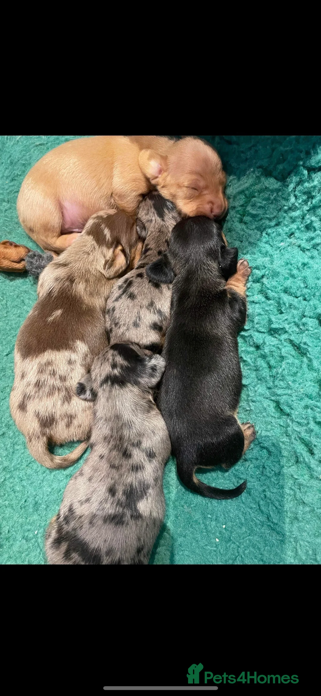 Miniature Dachshund dogs for stud: SILVER DAPPLE STUD KC in Galston - Advert 5
