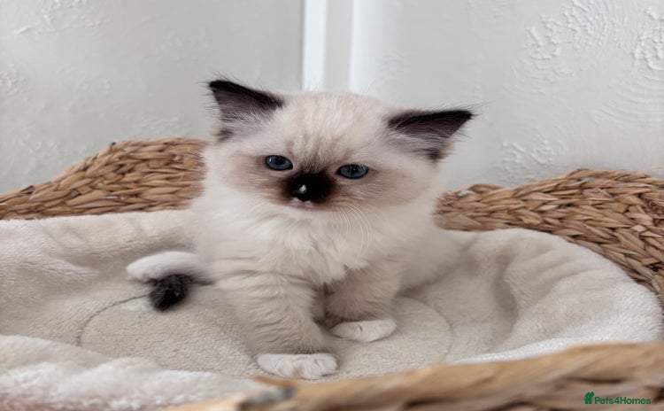 Ragdoll cats - Advert 5