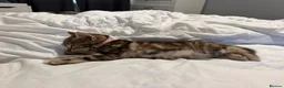 Mixed Breed cats for sale: BEAUTIFUL HOME REARED TABBY KITTENS ready 19/08/26 - Advert 18