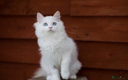 Ragdoll cats for sale: Rare colour GCCF kittens from Champion lines - Image 4