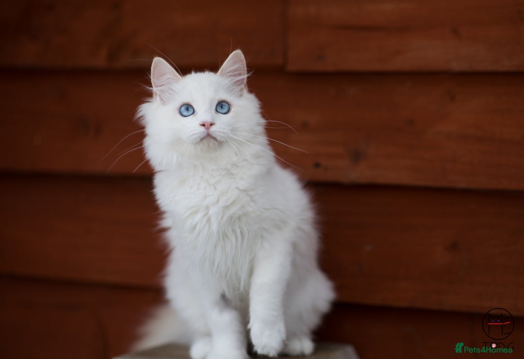Ragdoll cats for sale: Rare colour GCCF kittens from Champion lines - Image 4