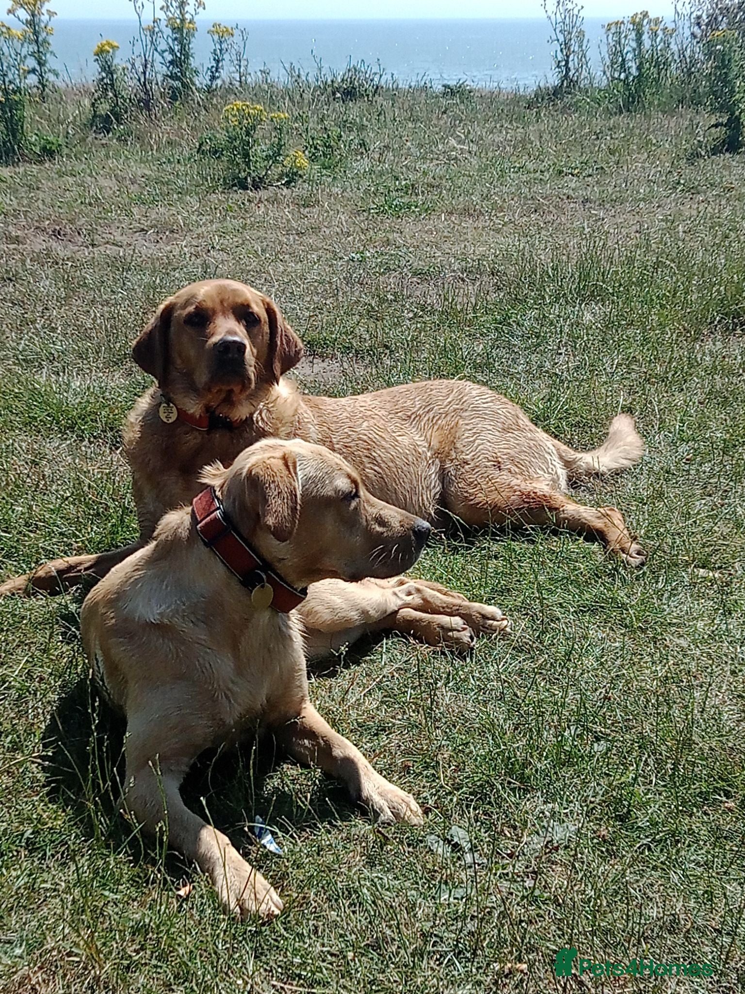 Labrador Retriever dogs Labrador retriever female 22 months  - Advert 1