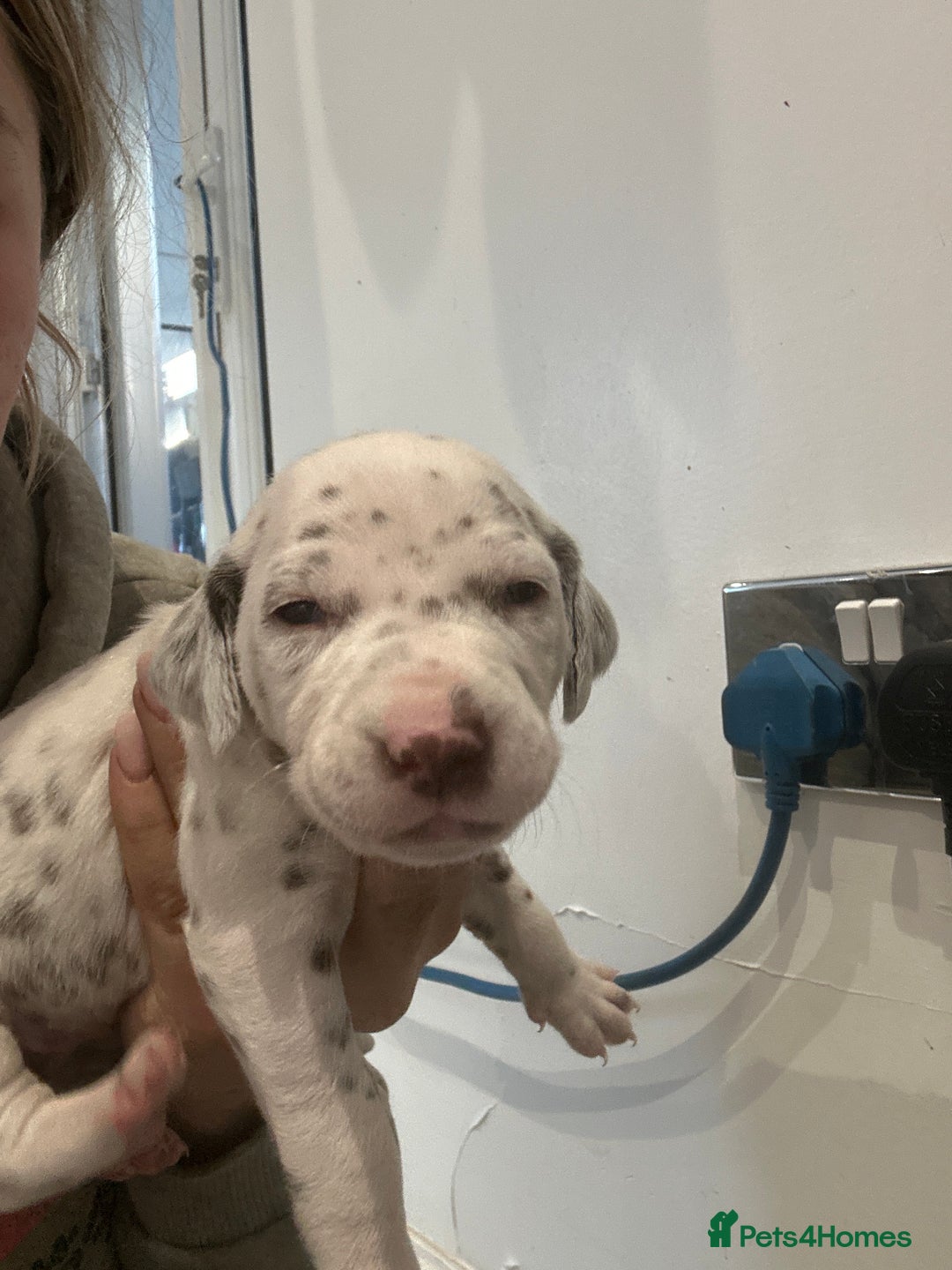 Dalmatian dogs for sale: 🐾2 left🐾 top pedigree pups - Advert 11