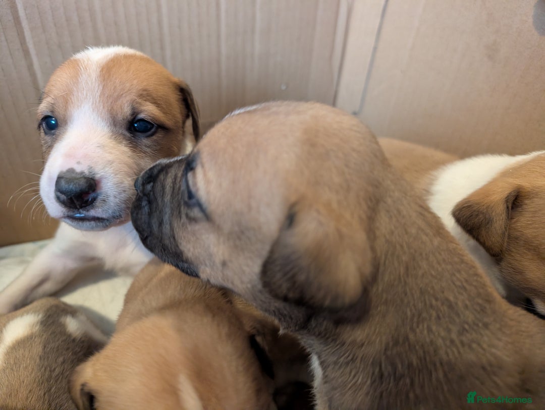 Mixed Breed dogs for sale: Staffy X pups  - Advert 5