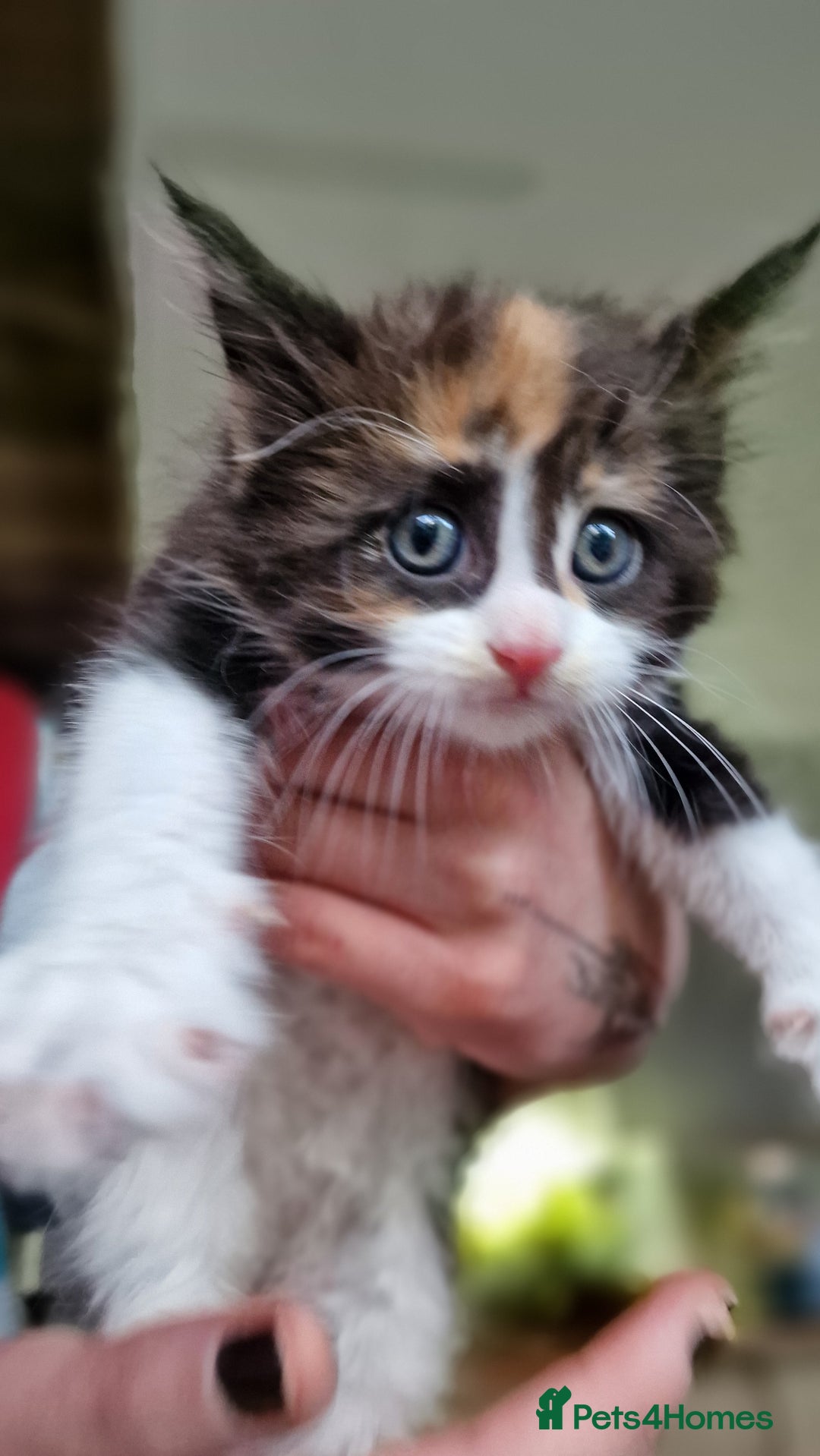 Maine Coon cats for sale: Beautiful Mainecoon kittens  - Advert 15