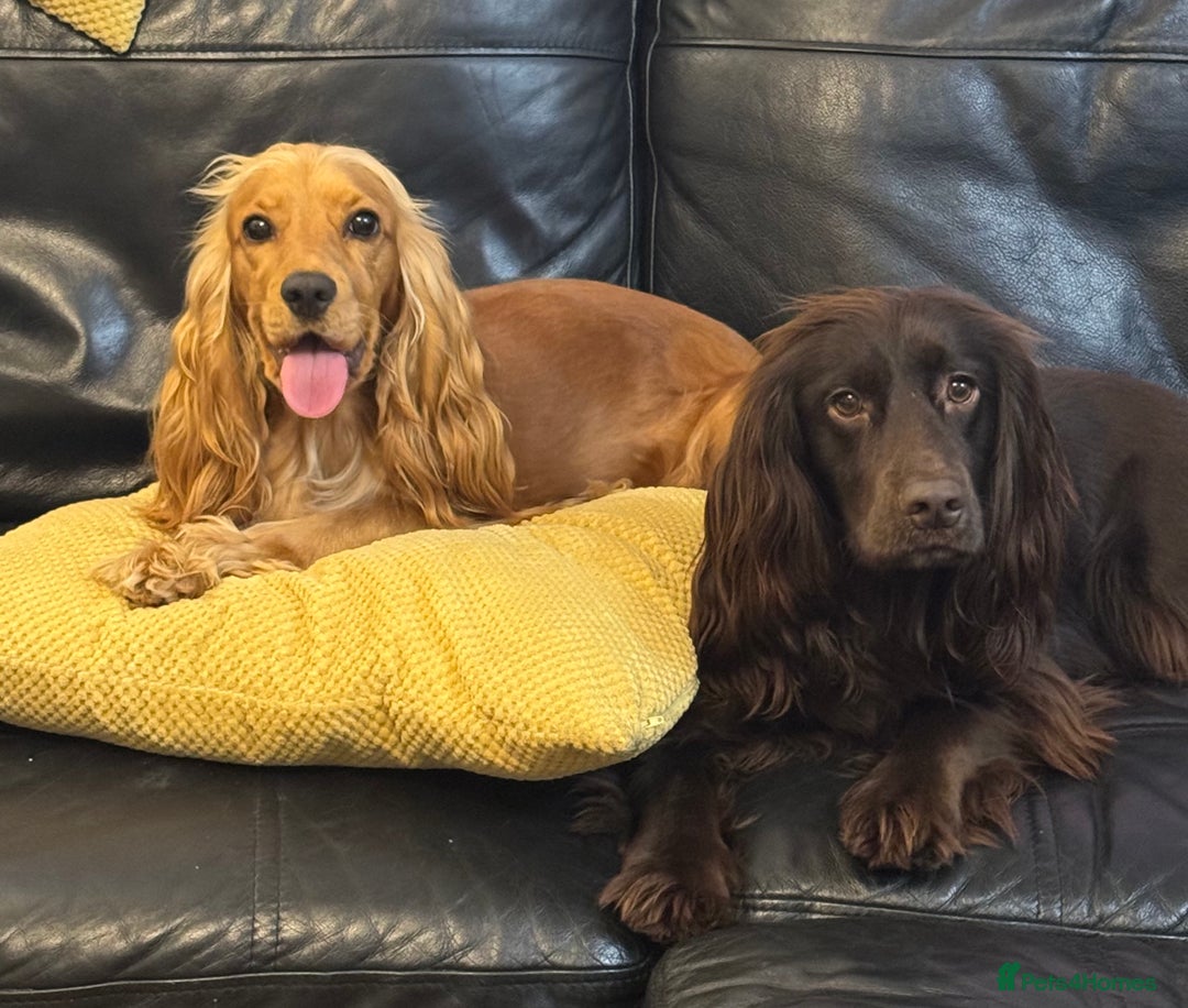 Cocker Spaniel dogs for sale: Show cocker spaniel puppy’s 5 weeks old  - Advert 14