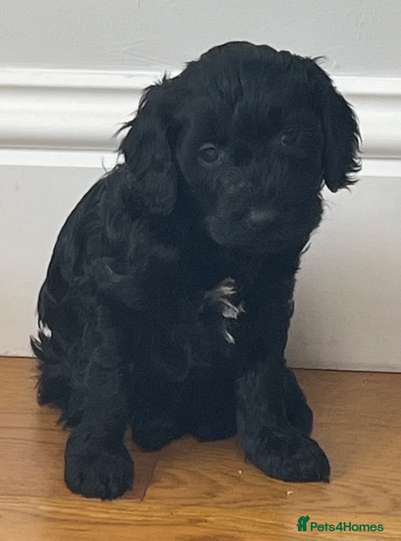 Cockapoo dogs 2 left. Cute Cockerpoo pups for sale - Advert 17