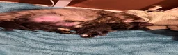 Mixed Breed cats for sale: Beautiful kittens  in Billericay - Advert 2