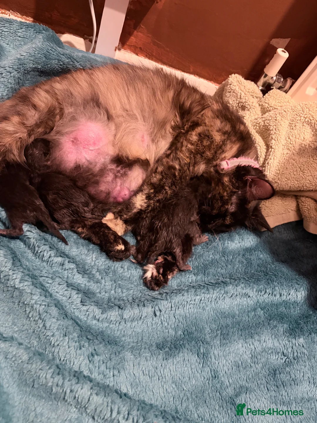 Mixed Breed cats for sale: Beautiful kittens  in Billericay - Advert 2